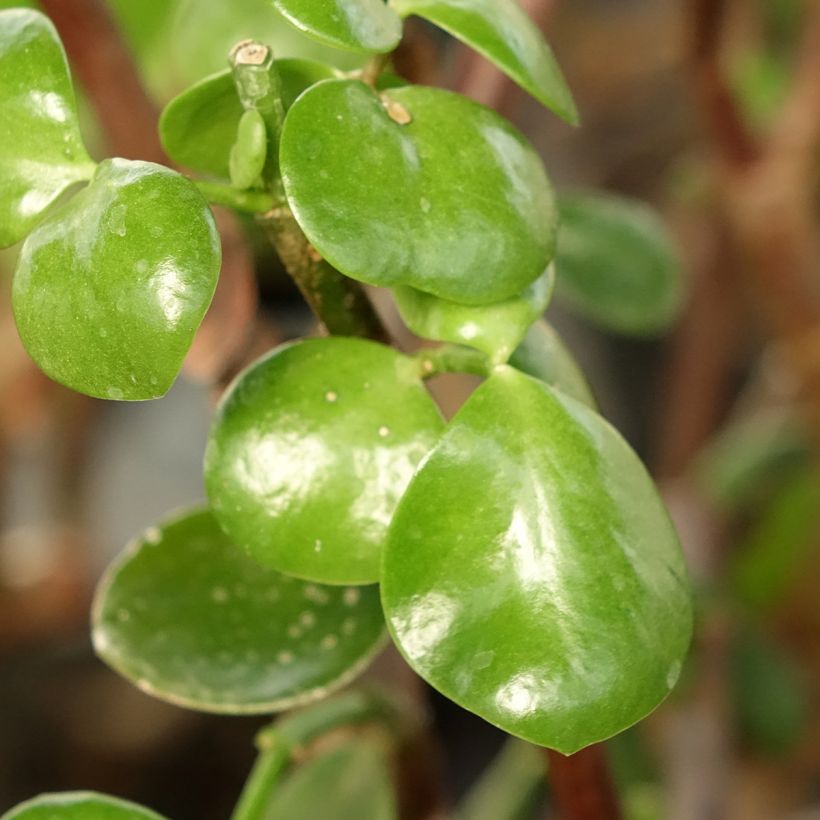 Portulacaria afra Macrophylla - Elephant bush (Foliage)
