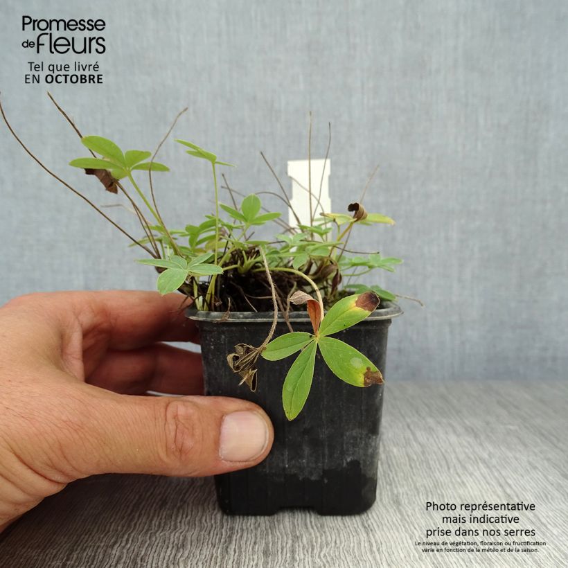 Potentilla alba 8/9 cm pot sample as delivered in autumn
