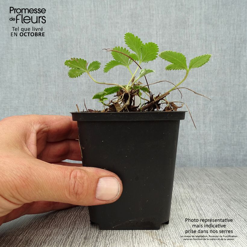 Potentilla Arc en Ciel 8/9 cm pot sample as delivered in autumn