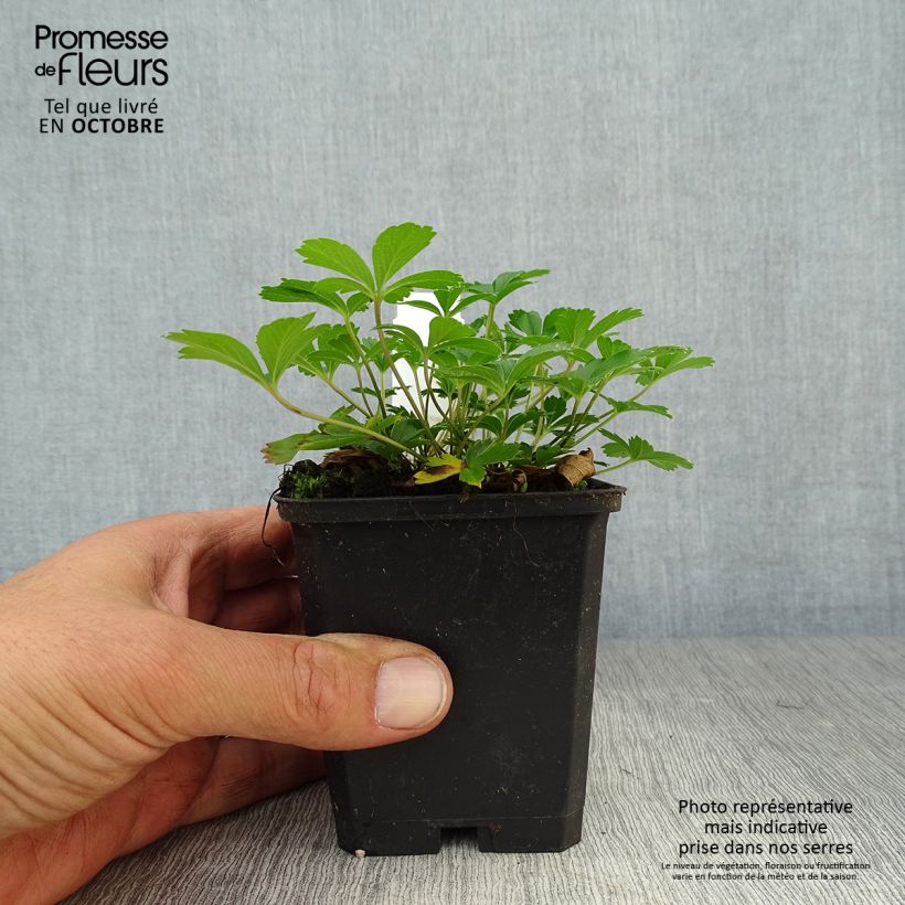 Potentilla aurea 8/9 cm pot sample as delivered in autumn