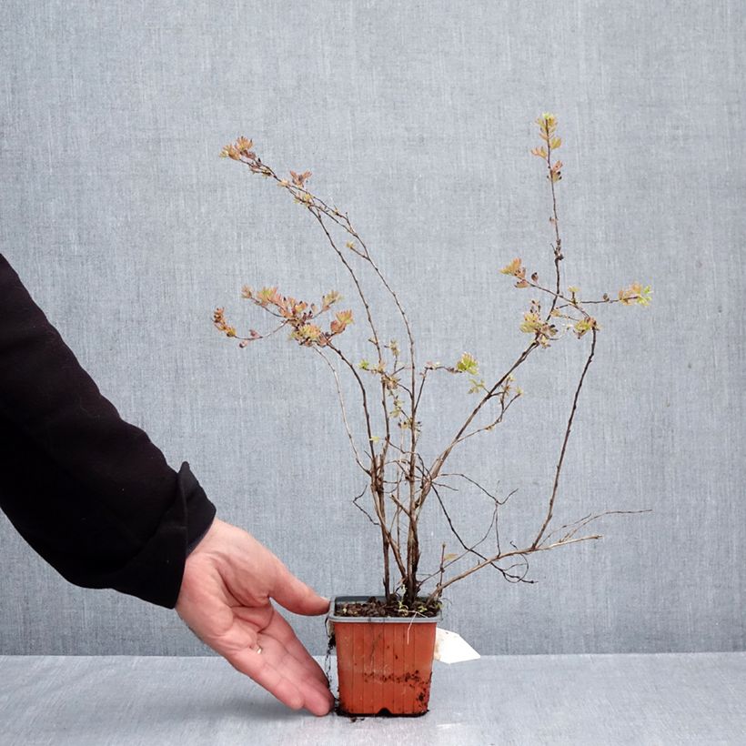 Potentilla fruticosa Glamour Girl - Shrubby Cinquefoil 8/9 cm pot sample as delivered in autumn