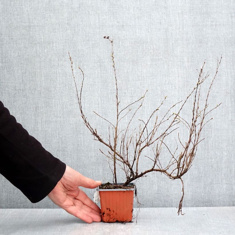 Potentilla fruticosa Glamour Girl - Shrubby Cinquefoil 8/9 cm pot sample as delivered in spring