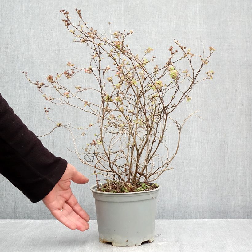 Potentilla fruticosa Glamour Girl - Shrubby Cinquefoil 2L/3L pot sample as delivered in autumn