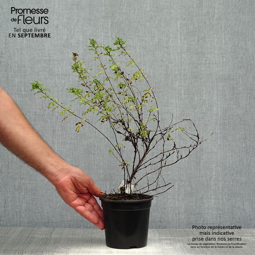Potentilla fruticosa Abbotswood - Shrubby Cinquefoil 1L/1.5L pot sample as delivered in autumn