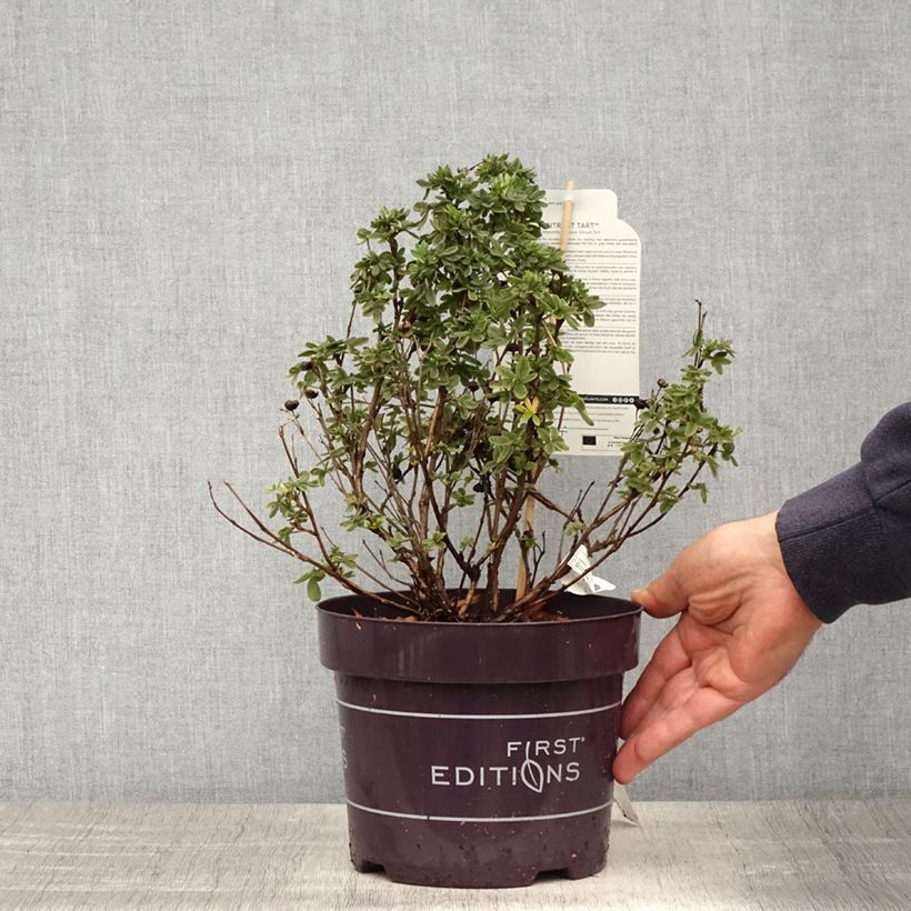 Potentilla fruticosa Citrus Tart - Shrubby Cinquefoil 2L/3L pot sample as delivered in spring