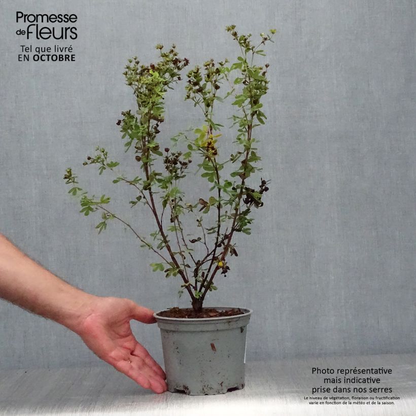 Potentilla fruticosa Crème Brûlée - Shrubby Cinquefoil 2L/3L pot sample as delivered in autumn