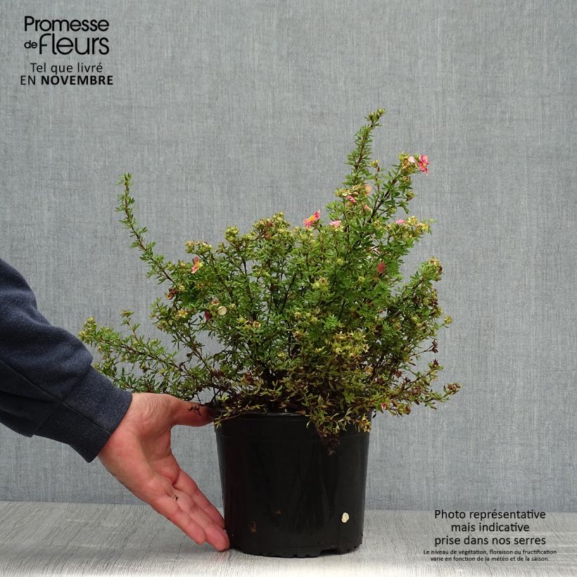 Potentilla fruticosa Danny Boy - Shrubby Cinquefoil 2L/3L pot sample as delivered in autumn