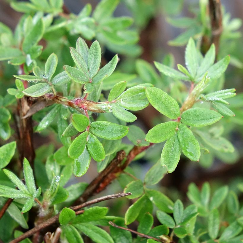 Potentilla fruticosa Double Punch Pink - Shrubby cinquefoil (Foliage)
