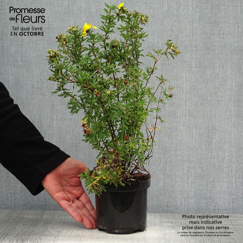 Potentilla fruticosa Goldfinger - Shrubby Cinquefoil 1L/1.5L pot sample as delivered in autumn