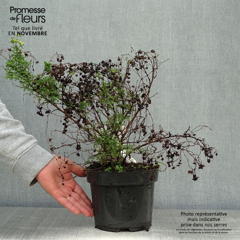 Potentilla fruticosa Limelight - Shrubby Cinquefoil 3L/4L pot sample as delivered in autumn