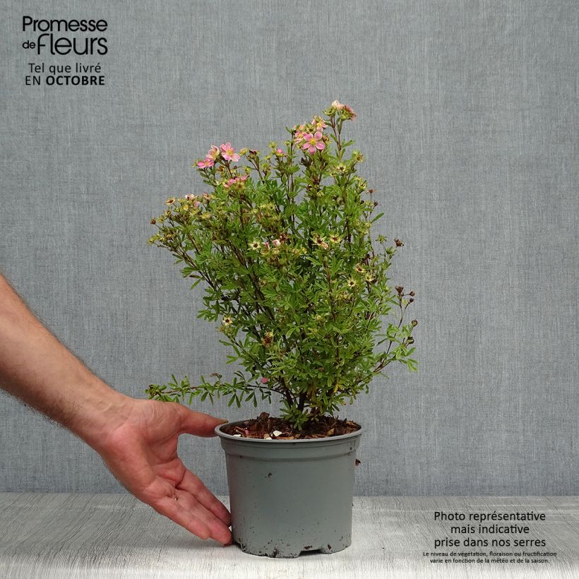 Potentilla fruticosa Lovely Pink - Shrubby Cinquefoil 1.5L/2L pot sample as delivered in autumn
