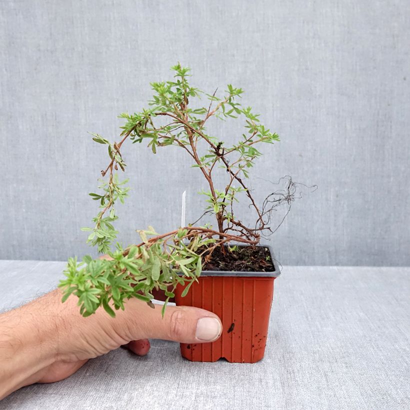 Potentilla fruticosa Mango Tango - Shrubby Cinquefoil 8/9 cm pot sample as delivered in autumn