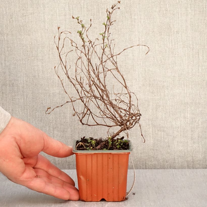 Potentilla fruticosa Marian Red Robin - Shrubby Cinquefoil 8/9 cm pot sample as delivered in spring