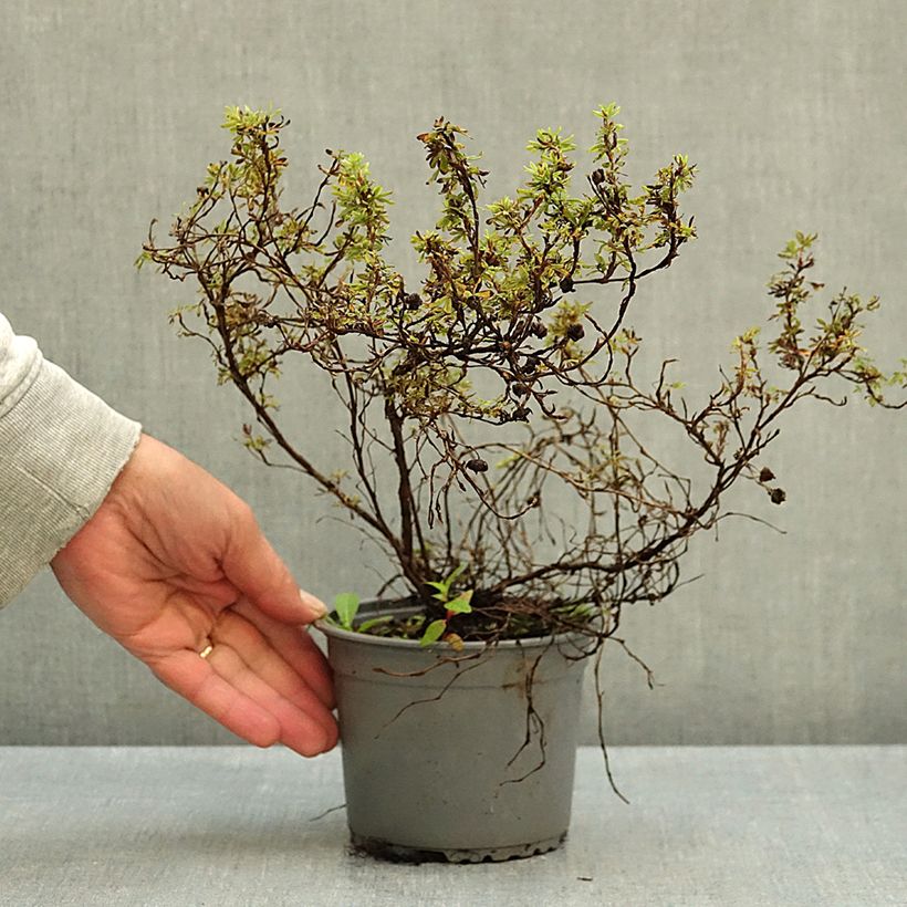 Potentilla fruticosa Marian Red Robin - Shrubby Cinquefoil 1L/1.5L pot sample as delivered in autumn