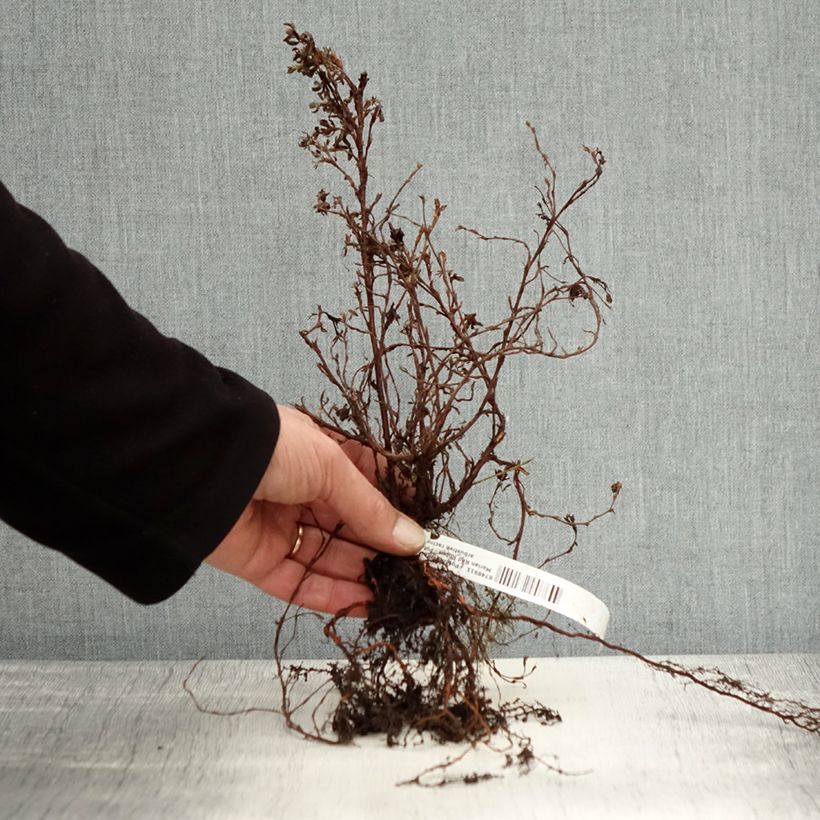 Potentilla fruticosa Marian Red Robin - Shrubby Cinquefoil Bare root sample as delivered in winter