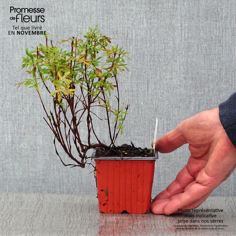 Potentilla fruticosa Pink Paradise - Shrubby Cinquefoil 8/9 cm pot sample as delivered in autumn