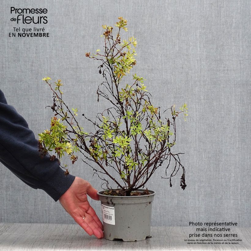 Potentilla fruticosa Pink Paradise - Shrubby Cinquefoil 2L/3L pot sample as delivered in autumn
