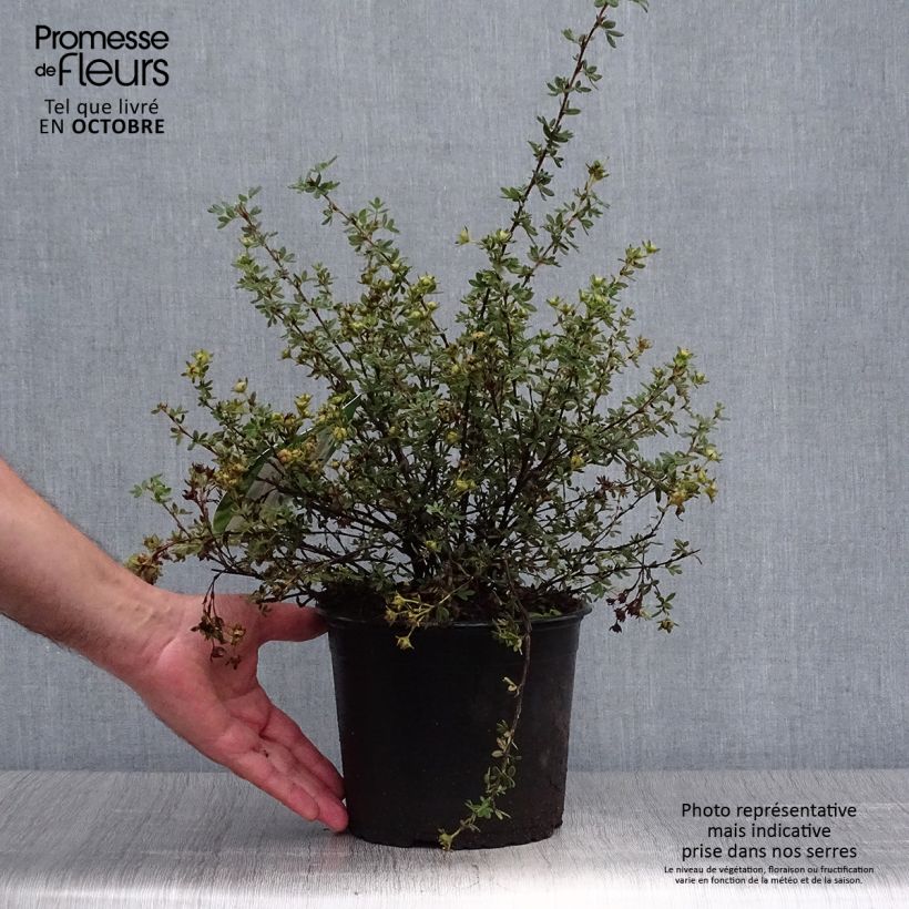 Potentilla fruticosa Primrose Beauty - Shrubby Cinquefoil 2L/3L pot sample as delivered in autumn
