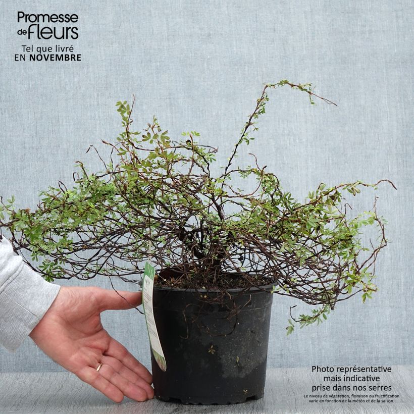 Potentilla fruticosa Princess Pink Queen - Shrubby Cinquefoil 2L/3L pot sample as delivered in autumn