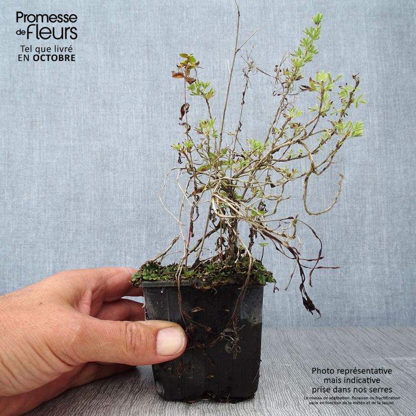 Potentilla fruticosa Red Ace - Shrubby Cinquefoil 8/9 cm pot sample as delivered in autumn