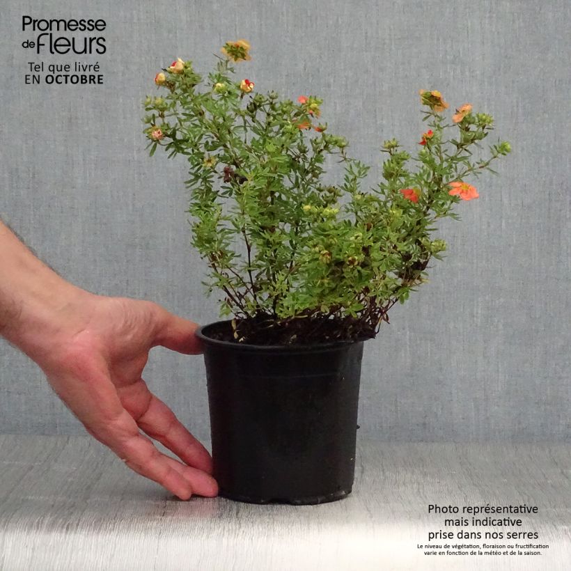 Potentilla fruticosa Red Ace - Shrubby Cinquefoil 1L/1.5L pot sample as delivered in autumn