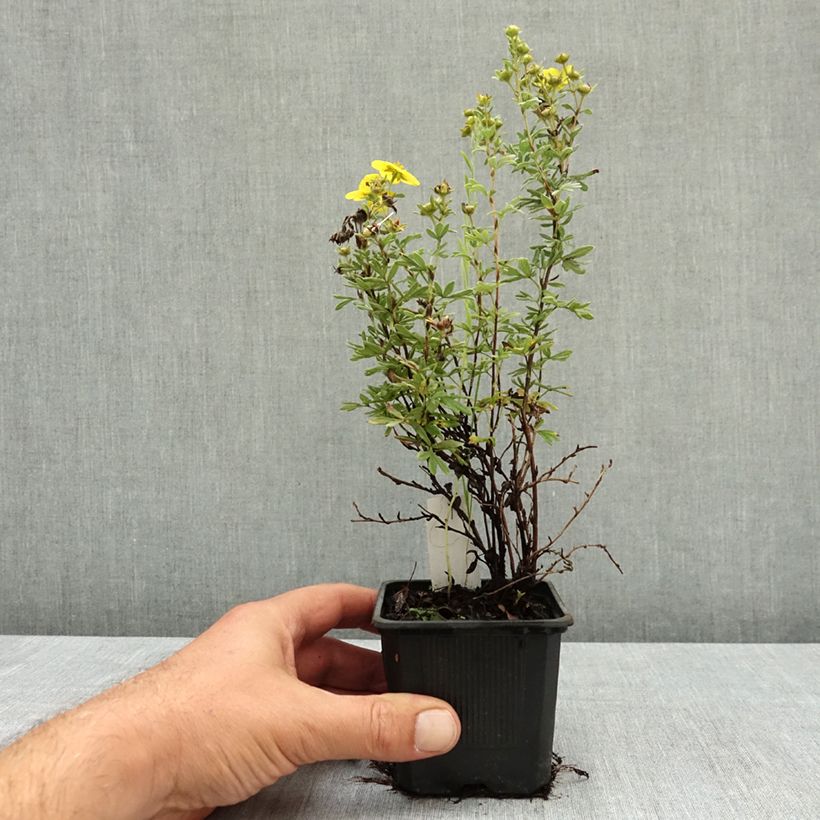 Potentilla fruticosa Sommerflor - Shrubby Cinquefoil 8/9 cm pot sample as delivered in summer
