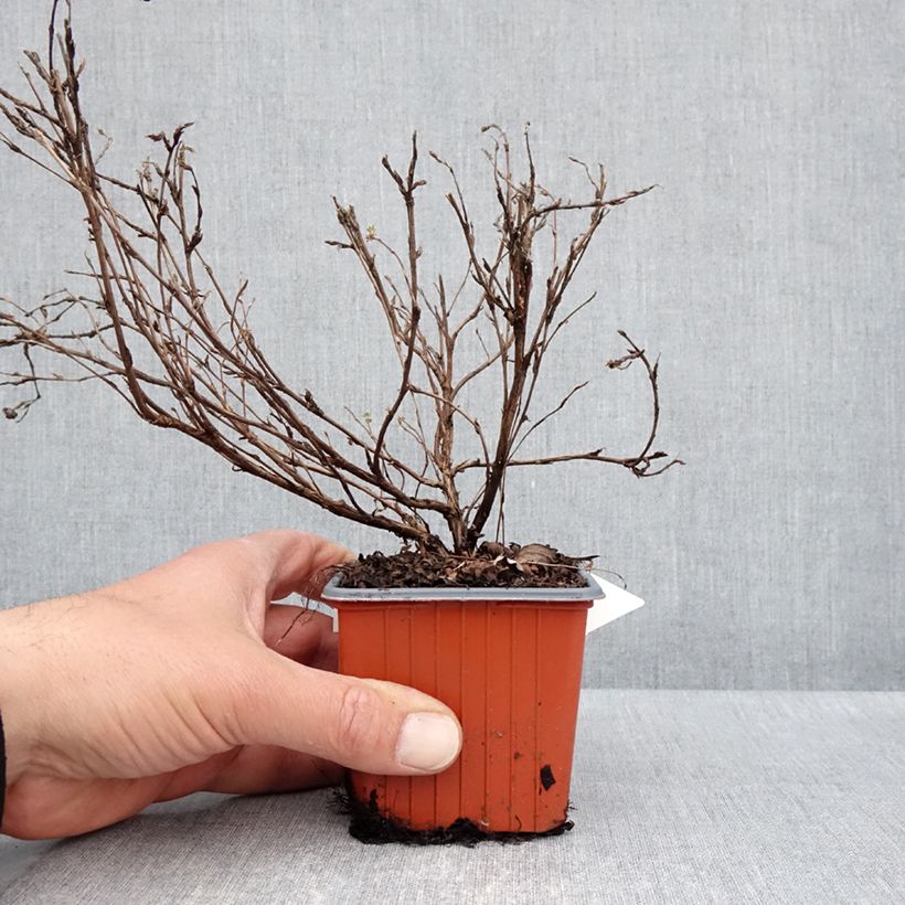 Potentilla fruticosa Tangerine - Shrubby Cinquefoil 8/9 cm pot sample as delivered in spring