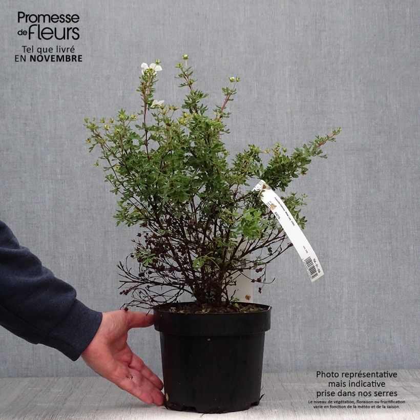 Potentilla fruticosa White Lady - Shrubby Cinquefoil 3L/4L pot sample as delivered in autumn