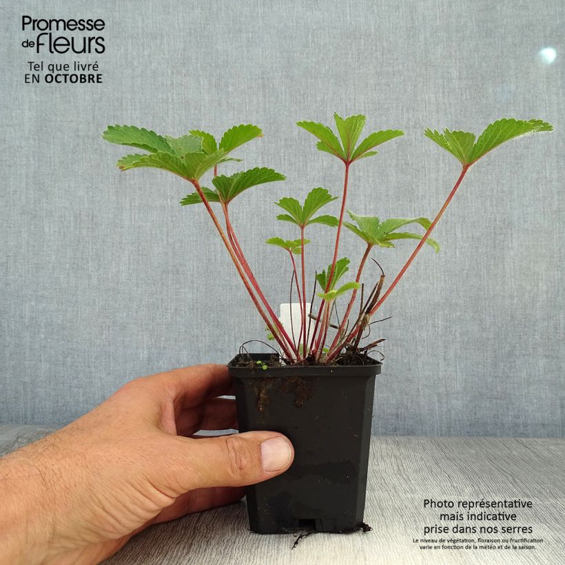 Potentilla nepalensis Miss Willmott - Cinquefoil 8/9 cm pot sample as delivered in autumn