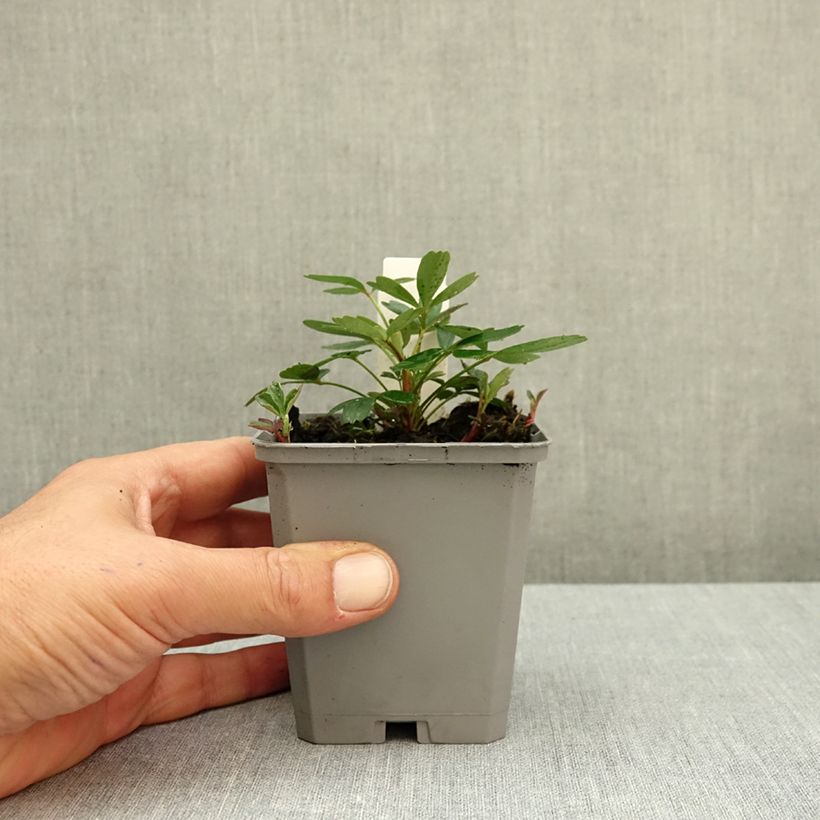 Potentilla tridentata Nuuk - Cinquefoil 8/9 cm pot sample as delivered in autumn