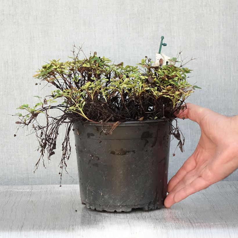 Potentilla tridentata Nuuk - Cinquefoil 1.5L/2L pot sample as delivered in autumn