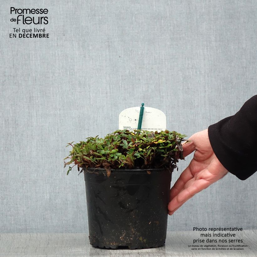 Potentilla tridentata Nuuk - Cinquefoil 1.5L/2L pot sample as delivered in winter