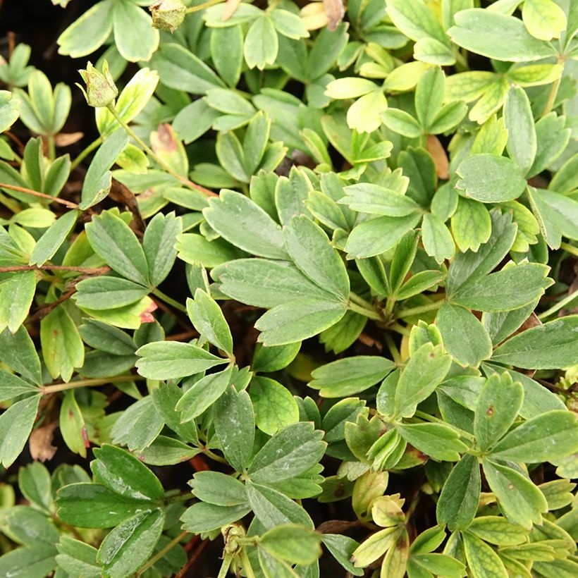 Potentilla tridentata Nuuk - Cinquefoil (Foliage)