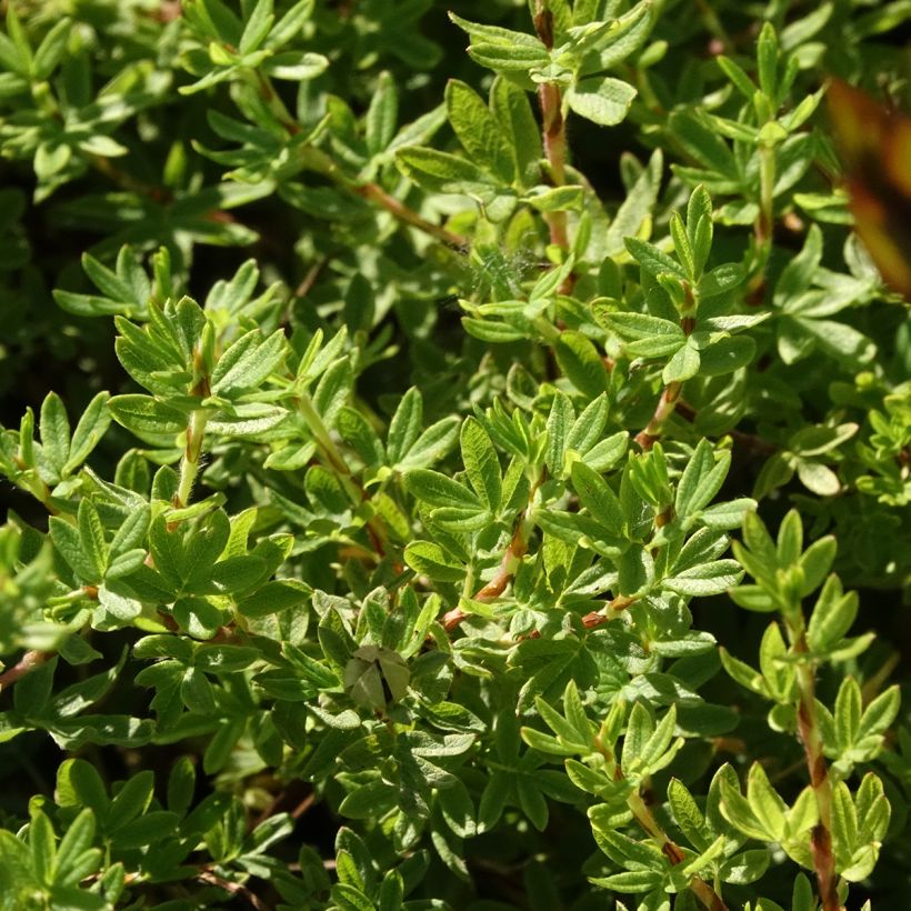 Potentilla fruticosa Bella Apple - Shrubby cinquefoil (Flowering)
