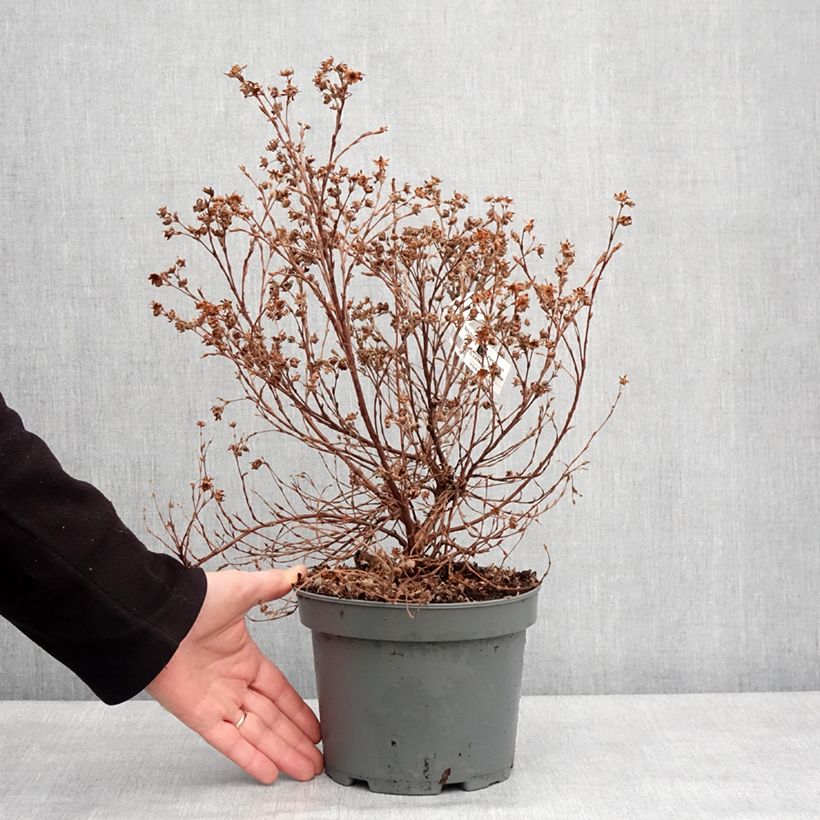 Potentilla fruticosa Bella Apple - Shrubby cinquefoil 2L/3L pot sample as delivered in winter