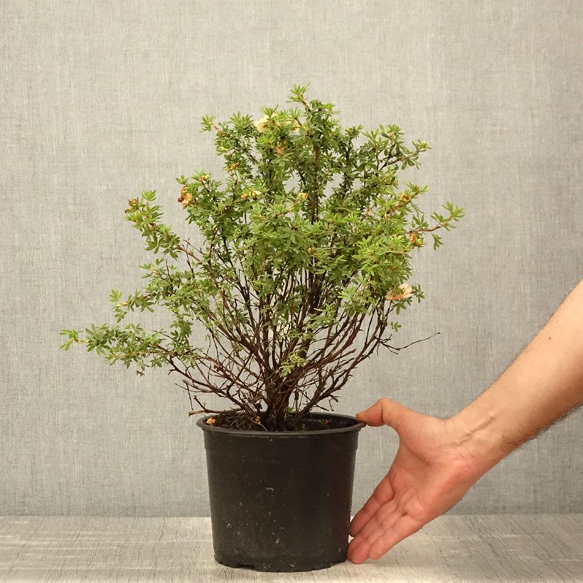 Potentilla fruticosa Bella Apple - Shrubby cinquefoil 2L/3L pot sample as delivered in spring