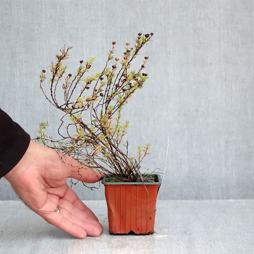 Potentilla fruticosa Bella Sol ´Hachdon´ 8/9 cm pot sample as delivered in autumn