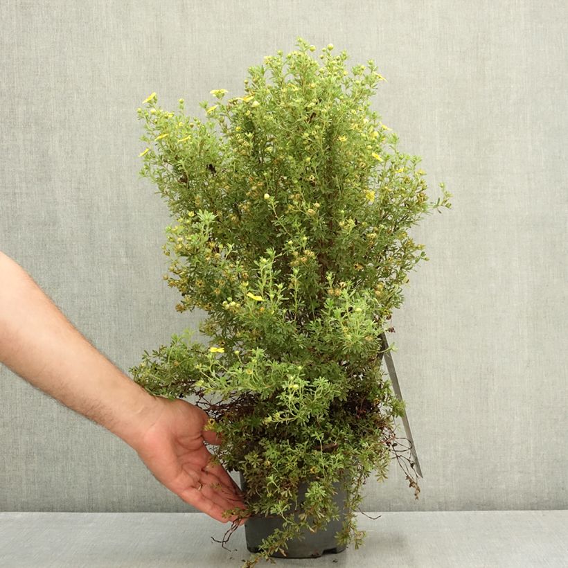 Potentilla fruticosa Bella Sol ´Hachdon´ 2L/3L pot sample as delivered in summer