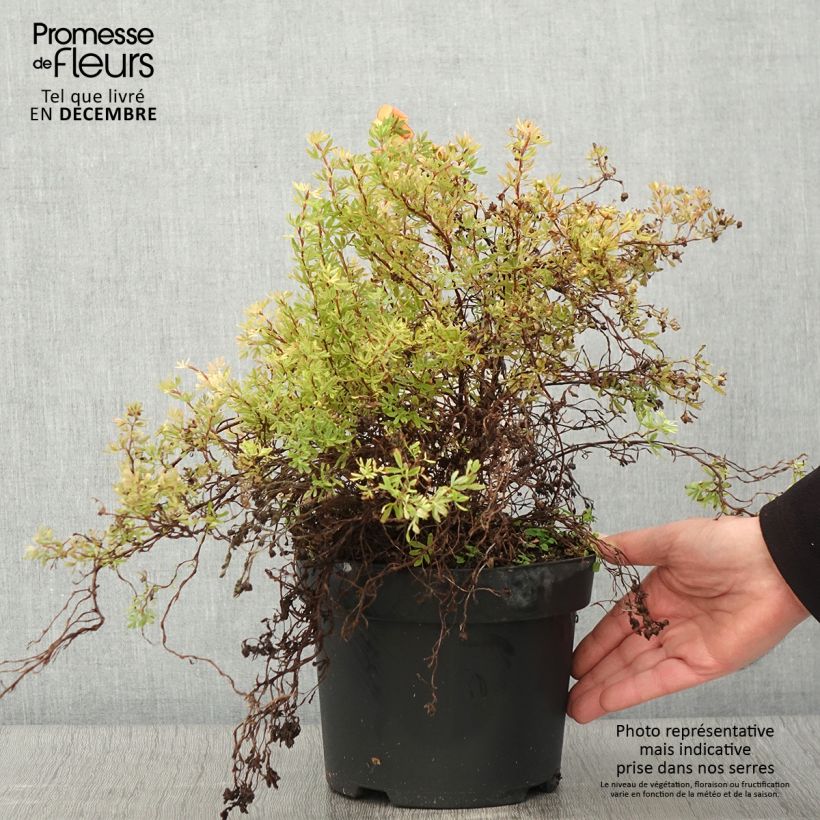 Potentilla fruticosa Bella Sol - Shrubby Cinquefoil 2L/3L pot sample as delivered in autumn