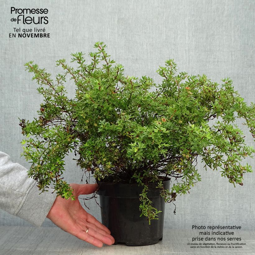 Potentilla fruticosa Hopleys Orange - Shrubby Cinquefoil 3L/4L pot sample as delivered in autumn