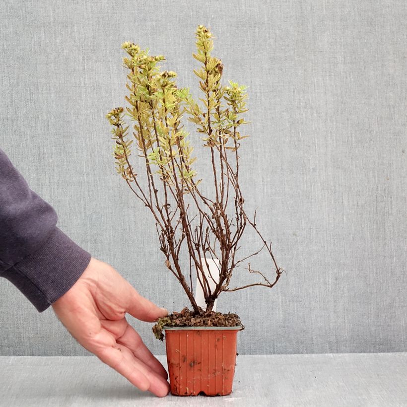 Potentilla fruticosa Marmalade 8/9 cm pot sample as delivered in autumn