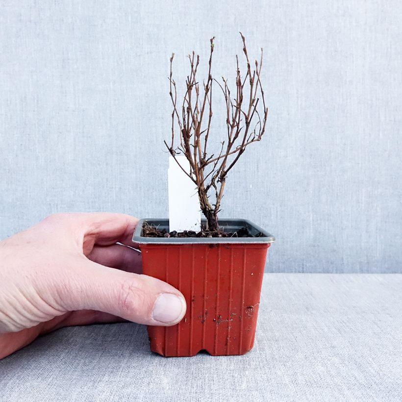Example of Potentilla fruticosa Marmalade 8/9 cm pot as you get in hiver