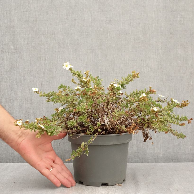 Potentilla fruticosa Bella Bianca - Shrubby Cinquefoil 2L/3L pot sample as delivered in summer
