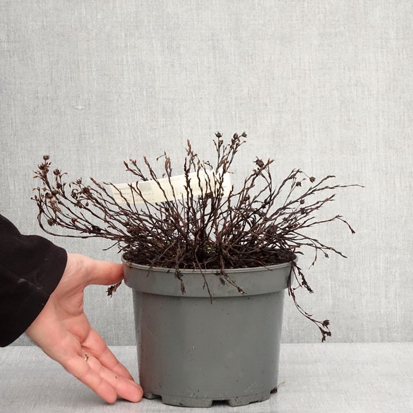 Potentilla fruticosa Bella Bianca - Shrubby Cinquefoil 2L/3L pot sample as delivered in winter