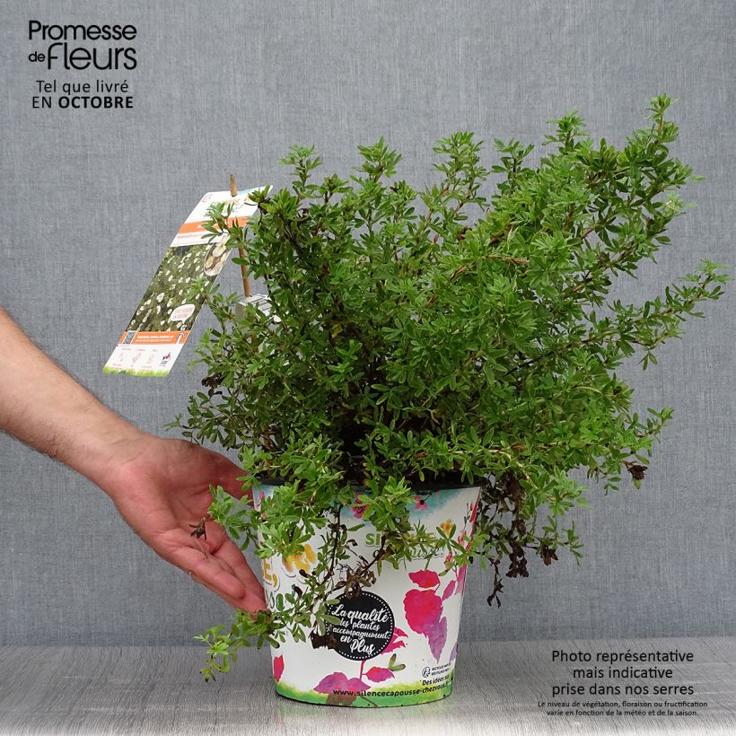 Potentilla fruticosa Double Punch Cream - Shrubby Cinquefoil 3L/4L pot sample as delivered in autumn