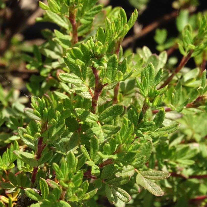 Potentilla fruticosa Double Punch Peach - Shrubby Cinquefoil (Foliage)