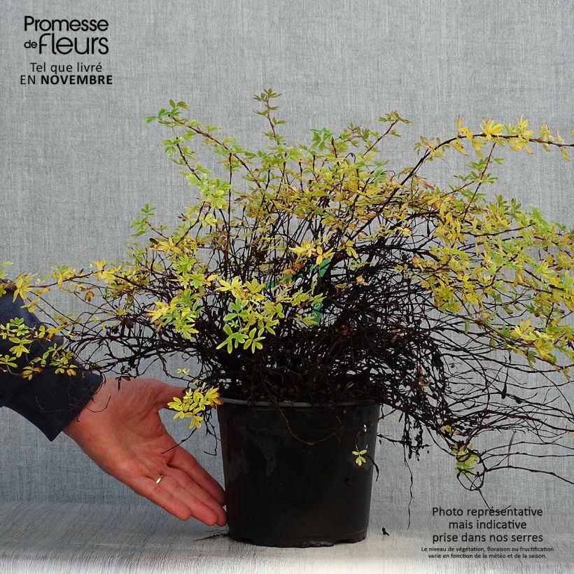 Potentilla fruticosa Elizabeth (= Sutters gold) 2L/3L pot sample as delivered in autumn