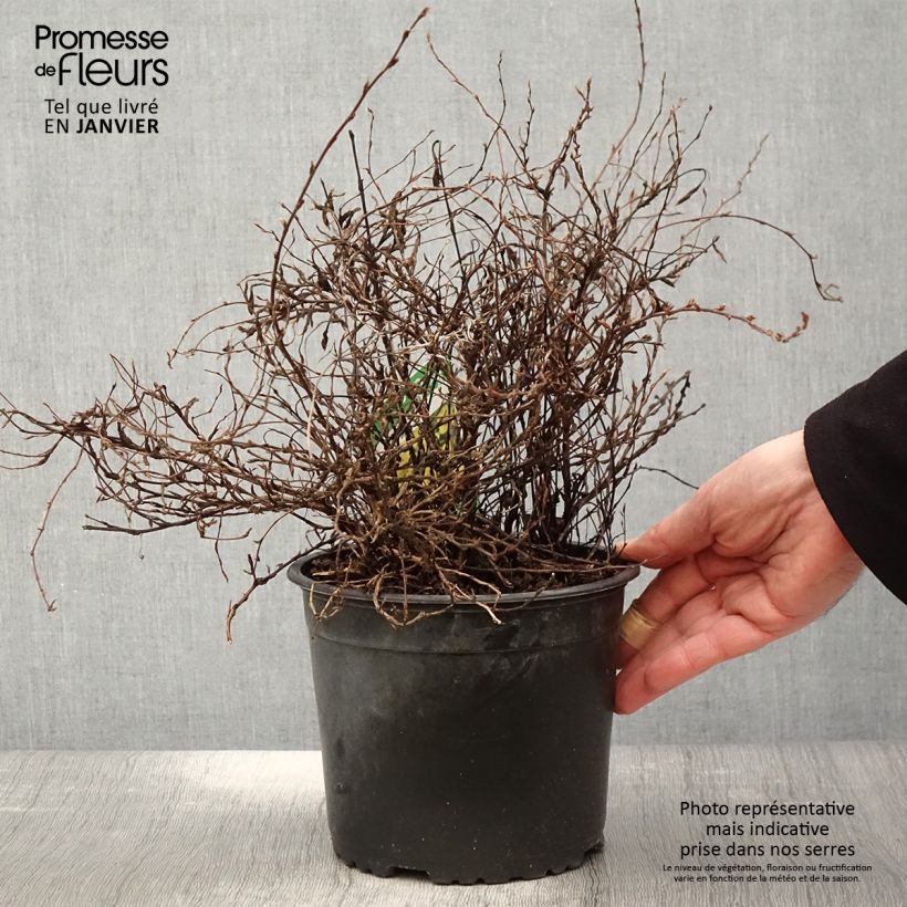 Potentilla fruticosa Elizabeth (= Sutters gold) 2L/3L pot sample as delivered in winter