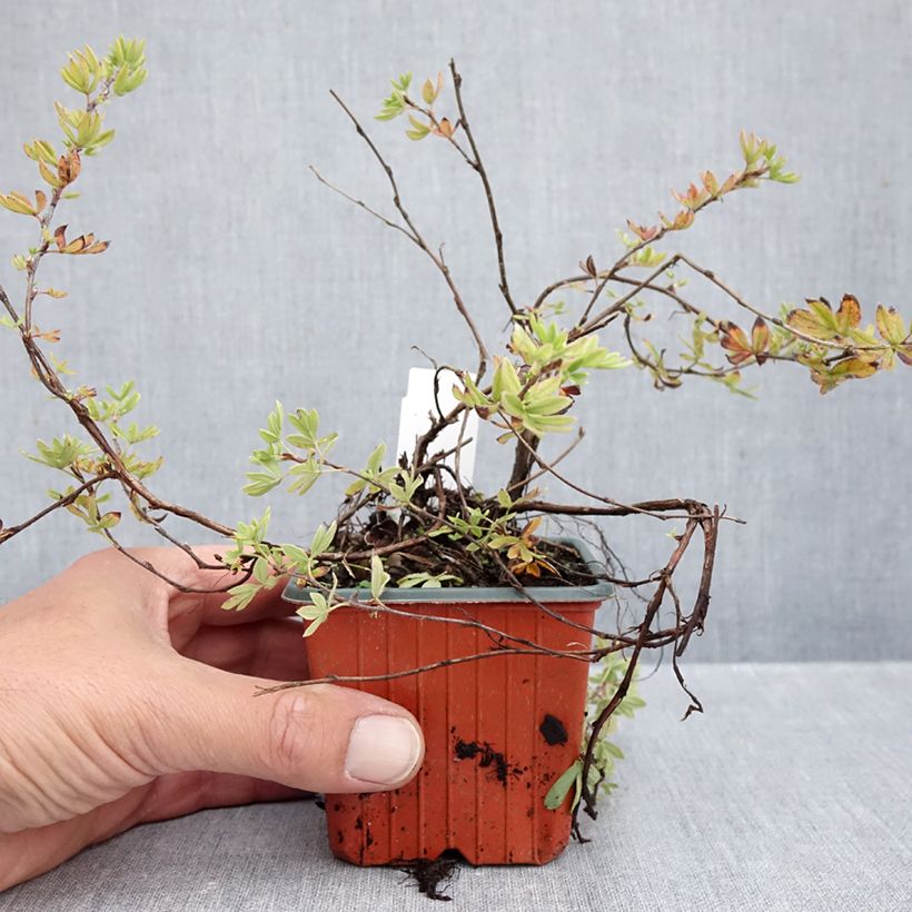 Potentilla fruticosa Elizabeth (= Sutters gold) 8/9 cm pot sample as delivered in autumn