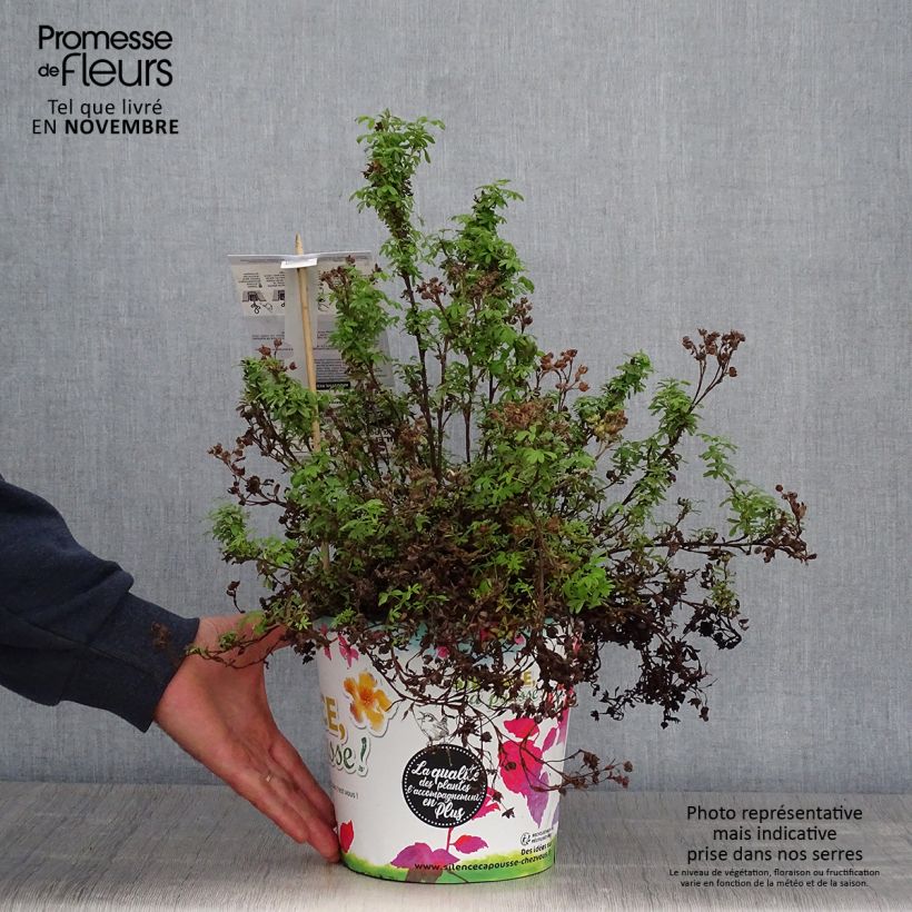 Potentilla fruticosa Redissima - Shrubby Cinquefoil 4L/5L pot sample as delivered in autumn